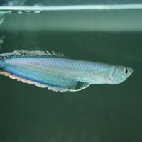 red arowana for sale